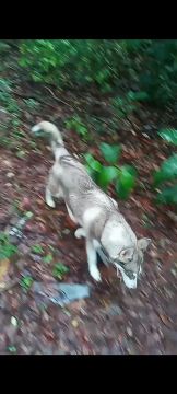 Husky Siberiano - Filhote