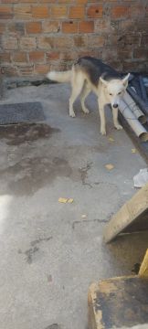   Husky Siberiano valor 350 reais tem conversa 