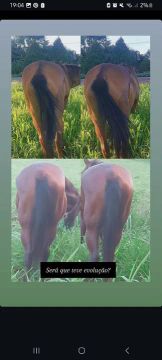 Cavalo manga larga