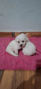 Poodle com maltês 