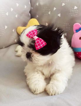 Filhote Shih Tzu Fêmea micro parcelo cartão contato particular entrego hoje