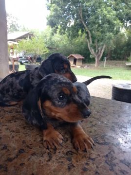 Dachshund 500r$ cada