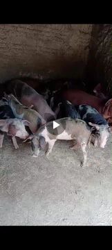 Leitoa caipira a venda