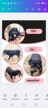 Filhotes rottweiler 