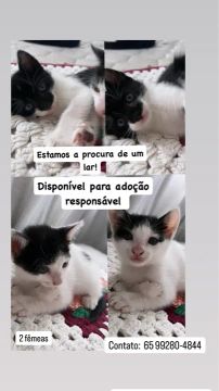 Gatinhos fofinhos para adoção responsável