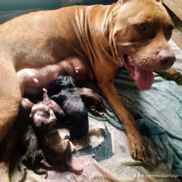 Filhotes de pitbull monster