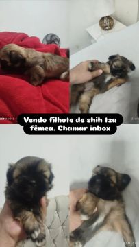 Filhote de Shih Tzu Fêmea