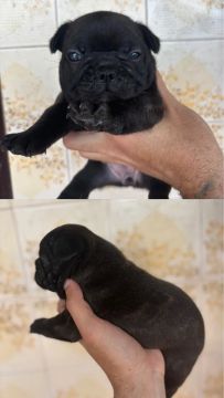 filhotes de bulldog francês femeas