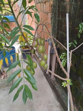 Mudas e Árvores Frutíferas 
