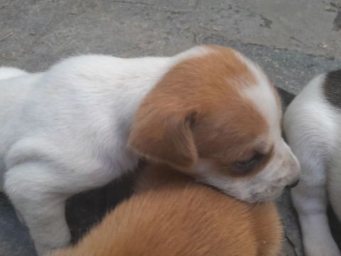 Filhotes de cachorro para adoção