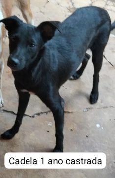 Cachorra SRD castrada - 1 ano