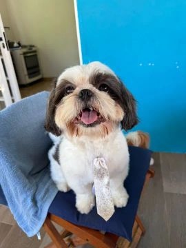 Raça Shih tzu