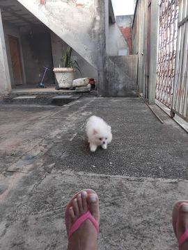 Filhote de lulu da pomerânea