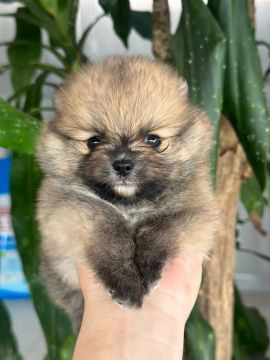 Lulu da Pomerania Anão Macho Laranja!! 