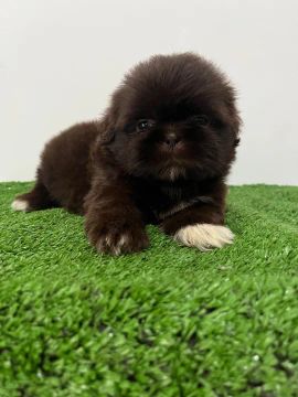 Filhotes de Shihtzu Mini Machos