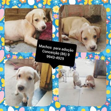 Adoção cachorros