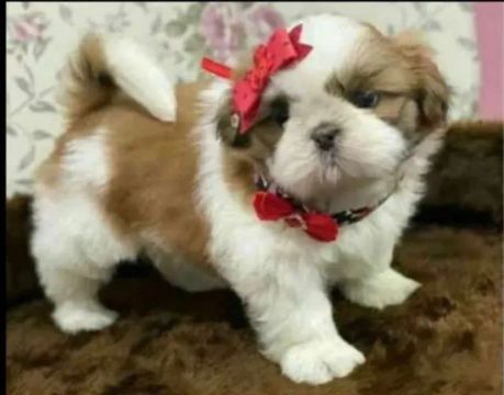 Mini Shih Tzu Filhote - Fofinho e Carinhoso