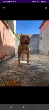 Vende Pitt bul mosnt 