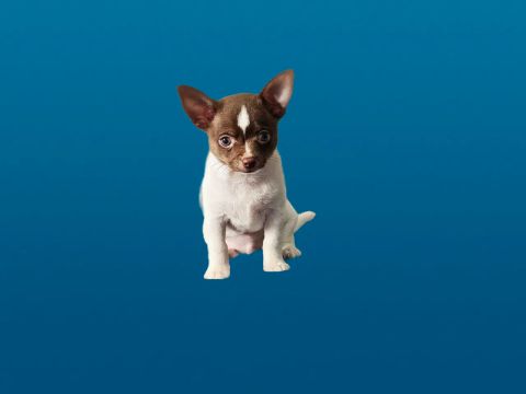 Chihuahua Macho em 12x200, pedigree CBKC 