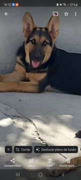 Filhote de Pastor Alemão,5 meses