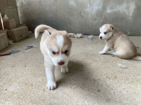 HUSKY PURO