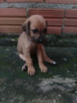 Filhote de cachorro