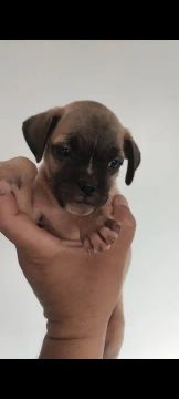Vendo filhotes só tenho 1 fêmeas e 1 macho são Pug com pinscher 