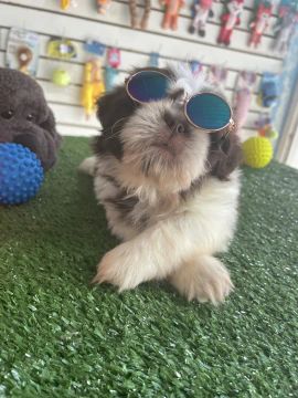 Filhote de shih tzu macho branco e chocolate mini $1.100,00