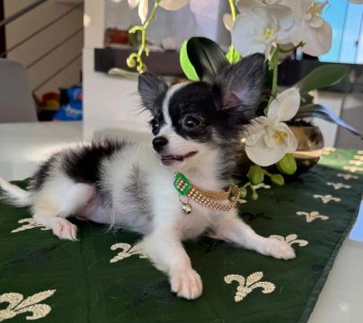 Chihuahua fêmea micro 840g