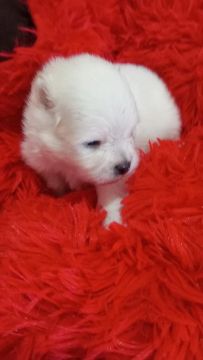 Filhote de Spitz Alemão