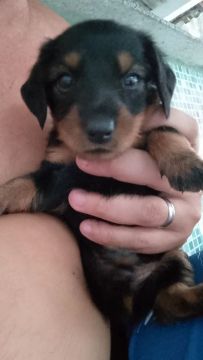 Filhote de Dachshund