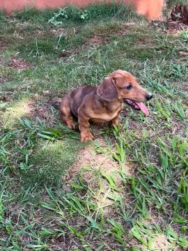 dachshund, basset, cofap, salsicha 