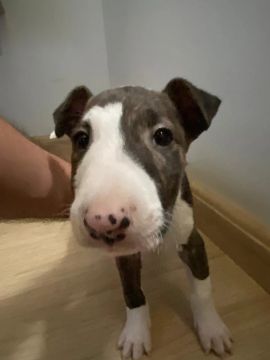 Bull Terrier  