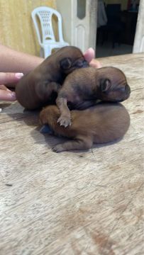 Pinscher fêmea 