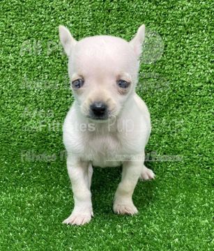 Chihuahua femea branquinha pelo curto a pronta entrega 