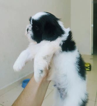 Shih Tzu micro(macho)