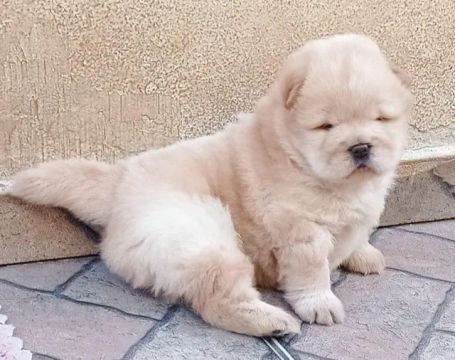 Chow Chow Linhagens campeã, e pais importados 