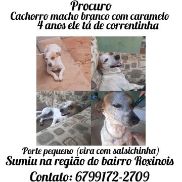 Cachorro branco com caramelo sumiu!