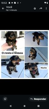 Filhotes de Yorkshire Terrier