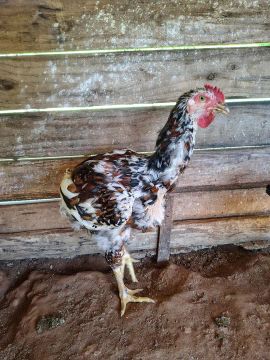 Galinhas sertaneja balão 