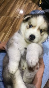 Husky Siberiano 