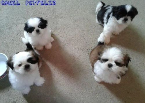 shih tzu vacinados, com pedigree incluso. em 12x sem juros. 