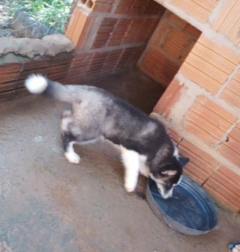 Husky Siberiano 