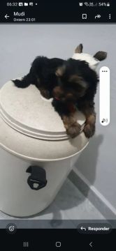Yorkshire Terrier 