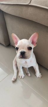 Filhote de Bulldog Francês fêmea 