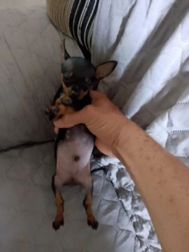 Pinscher macho 