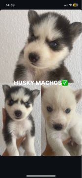 Filhotes Husky Siberiano M/F