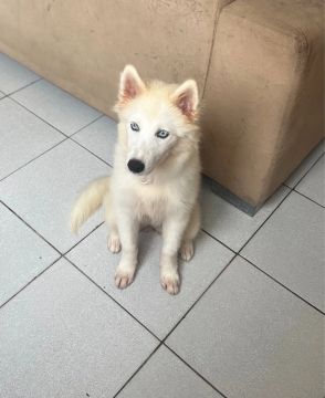 Filhote de husky 
