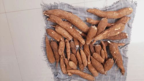 Mandioca amarela