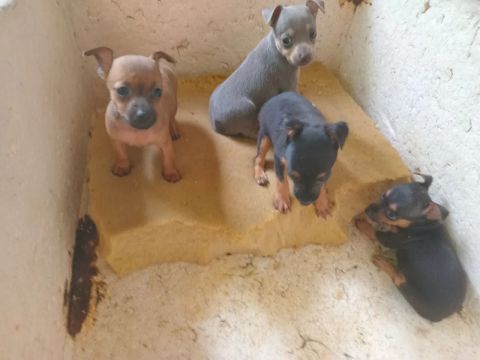 Lindos filhotes de Pinscher